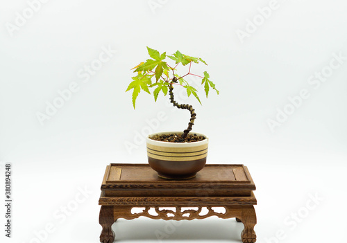 Mini Japanese maple bonsai tree isolated on a white background.