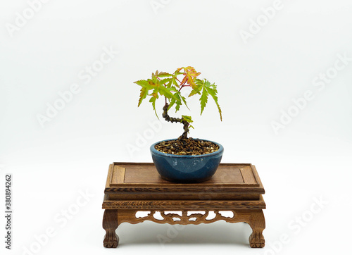 Mini Japanese maple bonsai tree isolated on a white background.