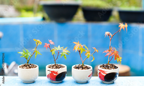 Mini Japanese maple bonsai tree.