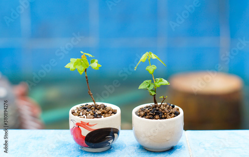 Mini Japanese maple bonsai tree.