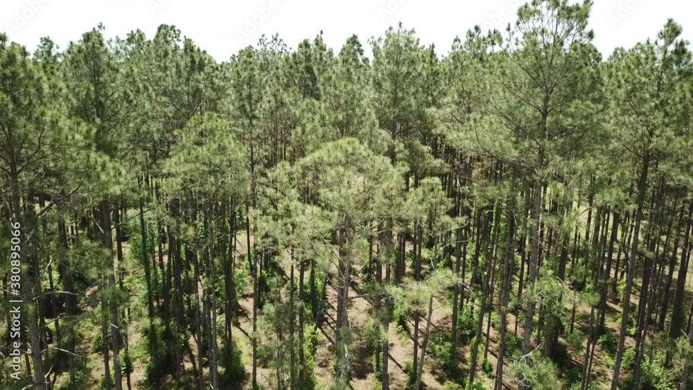 mavic pro flying backwrad from the pines tree mavic pro flying backwrad from the pines tree