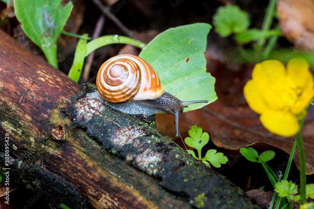 beatiful snail on wood with yellow flower beatiful snail on wood with yellow flower