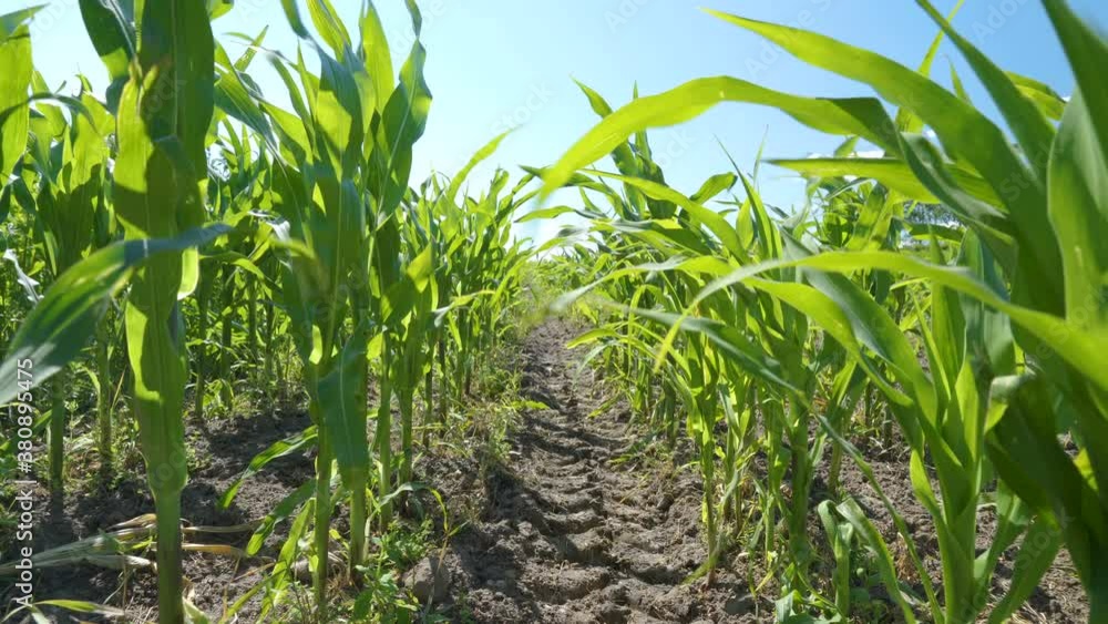 The waving tall corn plants on the field The waving tall corn plants on the field