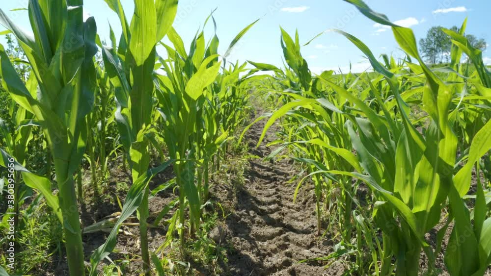 The view of the green leaves of the corn plants The view of the green leaves of the corn plants