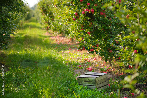 picture of a Ripe Apples in Orchard ready for harvesting