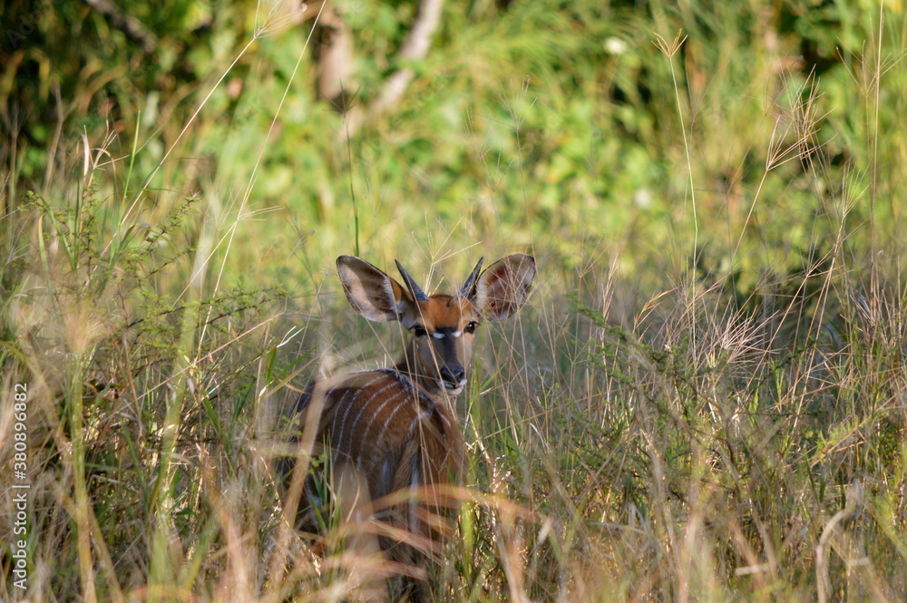 Nyala Nyala