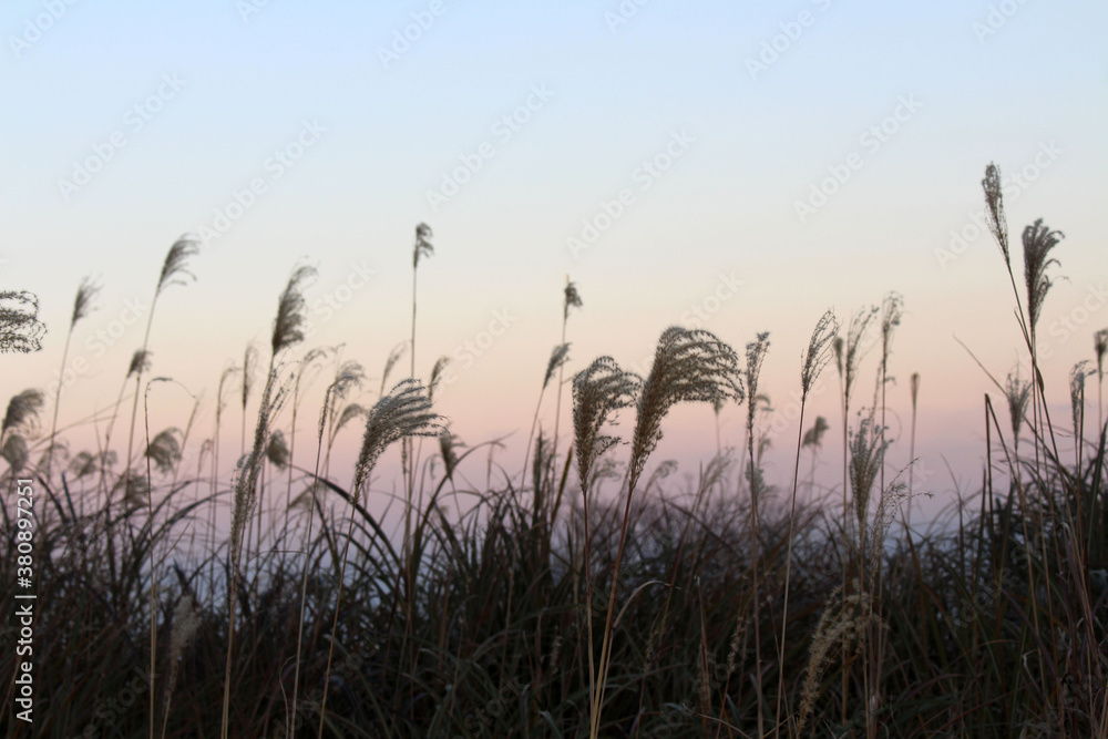 Fototapeta premium Cogon grass and golden sunset around Beppu