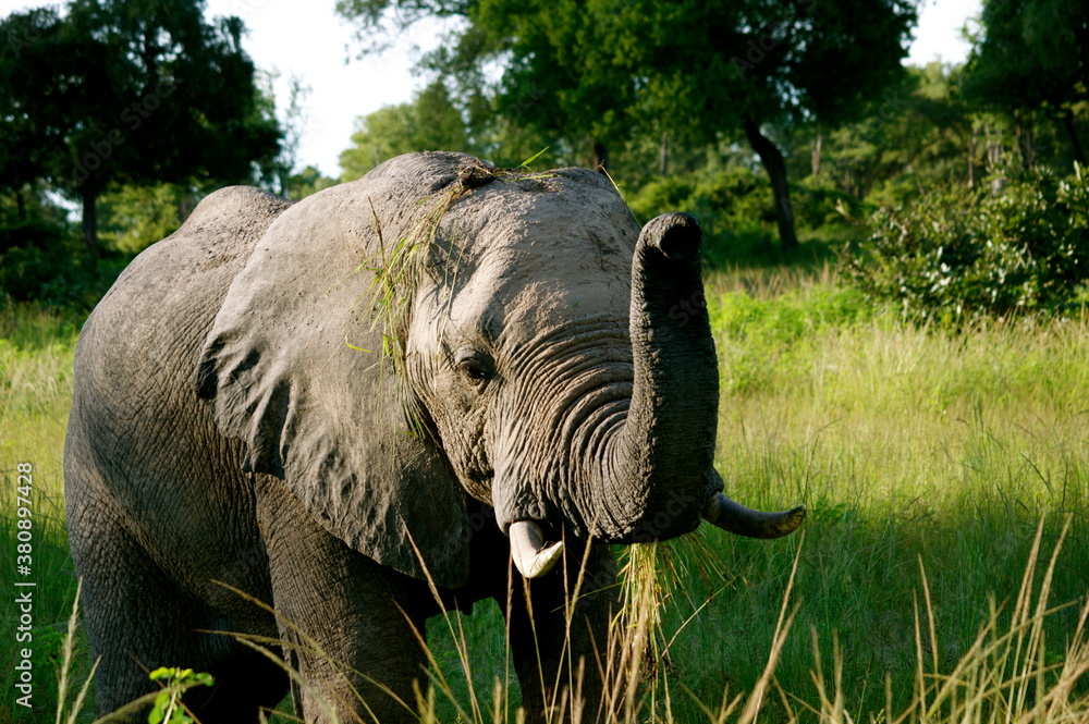 Obraz premium african elephant eating