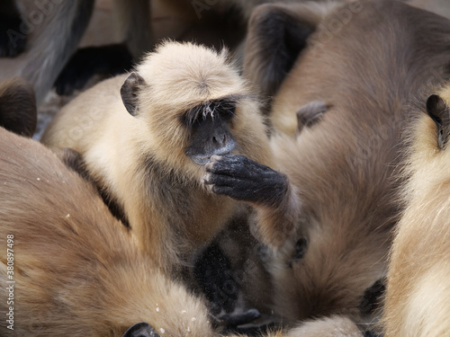 Wallpaper Mural 16 Gray Langur Torontodigital.ca
