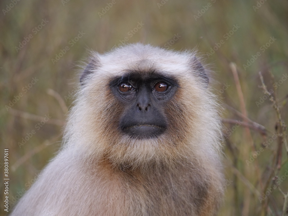 Obraz premium 13 Gray Langur