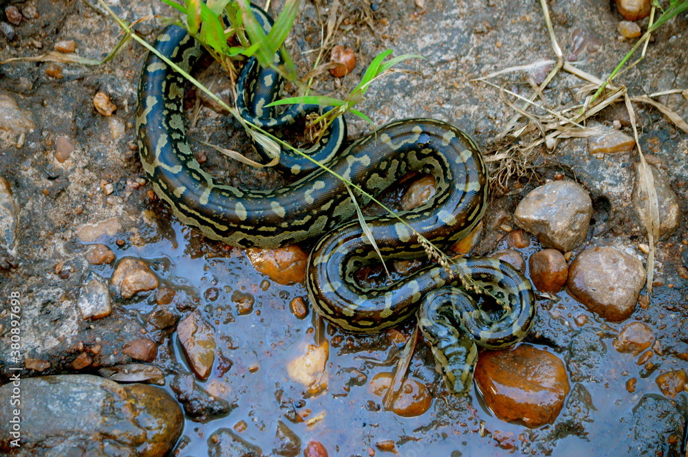 Obraz premium snake