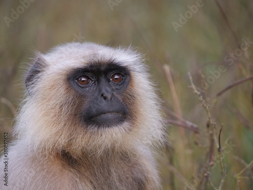 12 Gray Langur