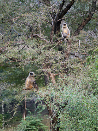 07 Gray Langur in trees
