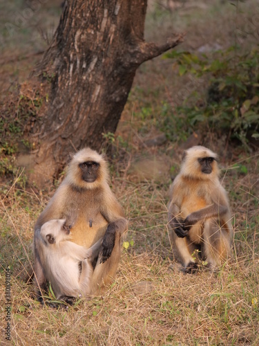 03 Langur family