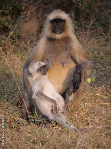 04 mother and baby Langur