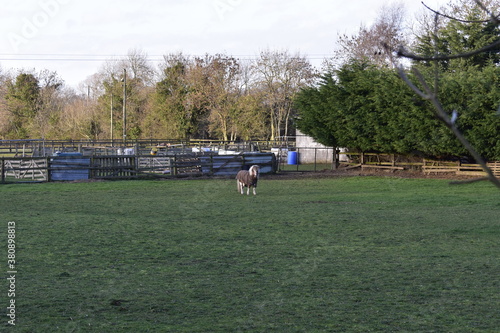 Pony in Meadow, Ireland