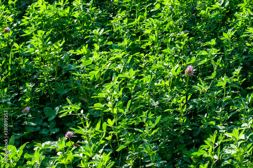 close-up of the green leaves of a clover field