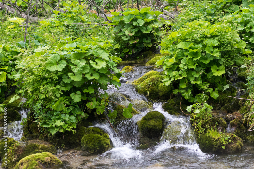 A mountain stream in the Polish Tatras, rocks covered with moss