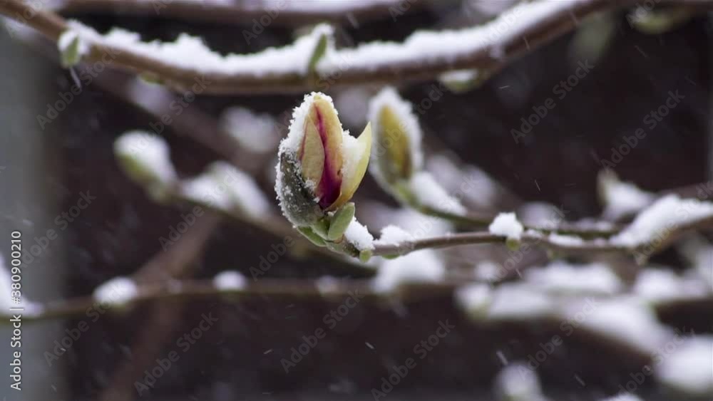 Snow falling on magnolia buds and branches with swirling snow coming in