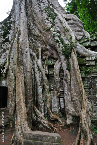 캄보디아 앙코르와트 자이언트 나무