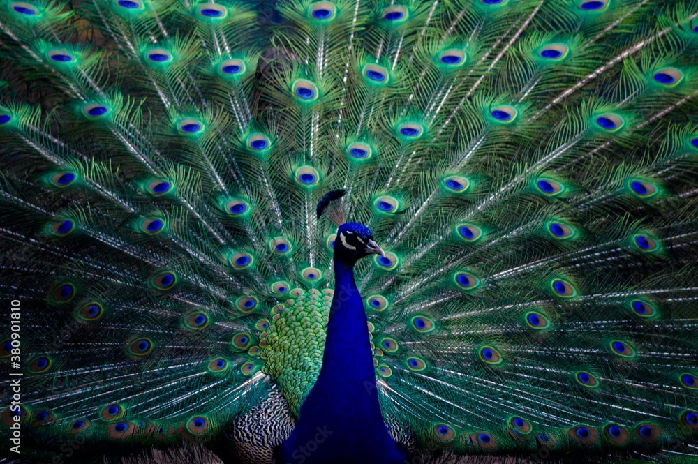 Obraz premium peacock with feathers
