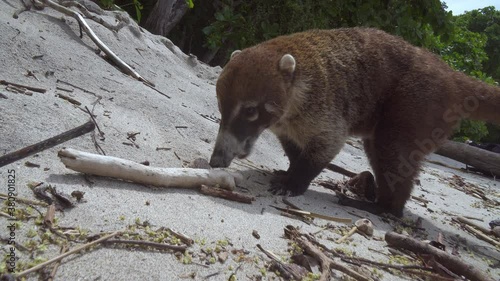 Coati raccoon hunting for food in Manuel Antonio National Park, Costa Rica photo