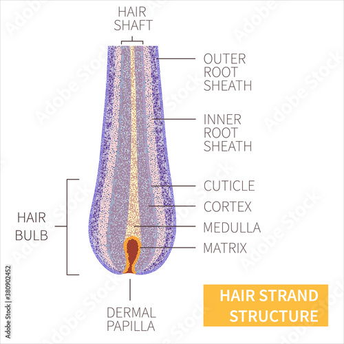 Hair strand under the microscope. Follicle anatomical structure closeup. Removal, treatment and transplantation concept. Medical educational symbol. Body anatomy vector illustration.