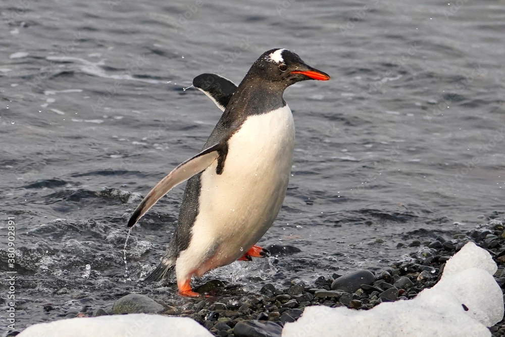 Naklejka premium gentoo penguin going on land in antarctica