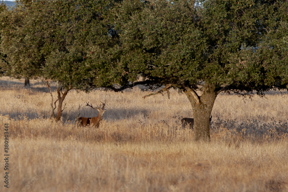 Parque Nacional de Cabañeros, Toledo, Ciudad Real, Castilla la Mancha, España, Berrea, Ciervos, Venados. Parque Nacional de Cabañeros, Toledo, Ciudad Real, Castilla la Mancha, España, Berrea, Ciervos, Venados.