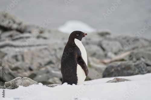 Tableau sur toile adelie penguins in antarctica on rock