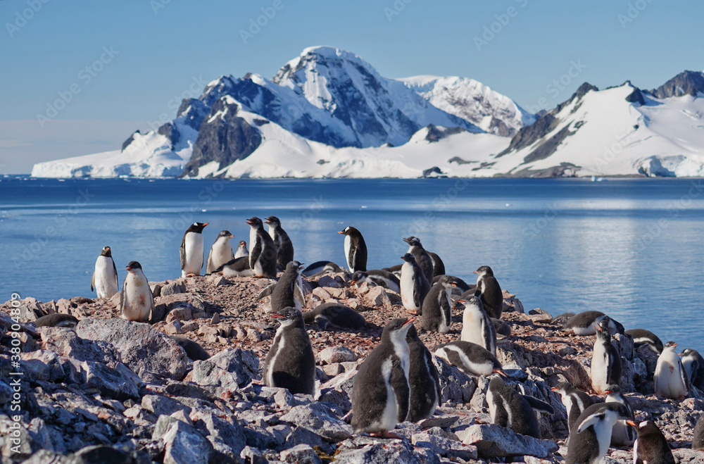 gentoo penguin group in antarctica - obrazy, fototapety, plakaty 