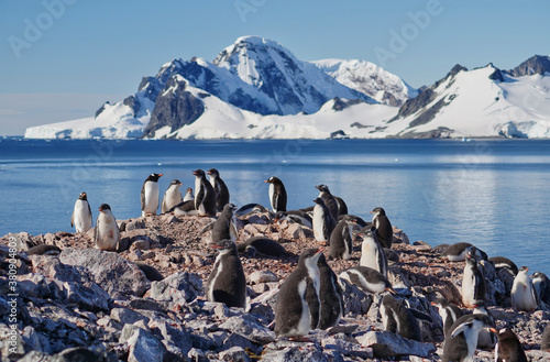 gentoo penguin group in antarctica photo