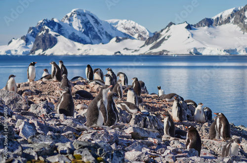gentoo penguin group in antarctica