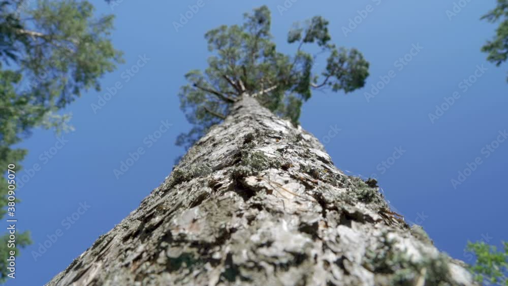 Closer look of the skin of the pine tree log Closer look of the skin of the pine tree log