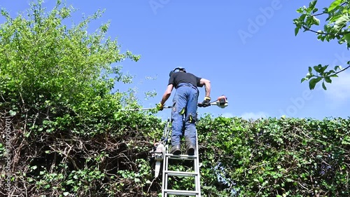 Arborist or tree Surgeon using a ladder and a hedge trimmer to prune a high hedge.