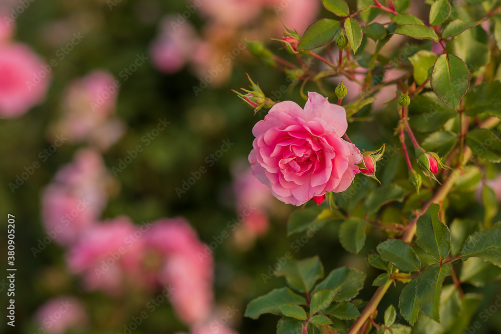 Pink flowers on a green blurred background. Roses on a branch. Selective focus. Macro. Copy space. Pink flowers on a green blurred background. Roses on a branch. Selective focus. Macro. Copy space.