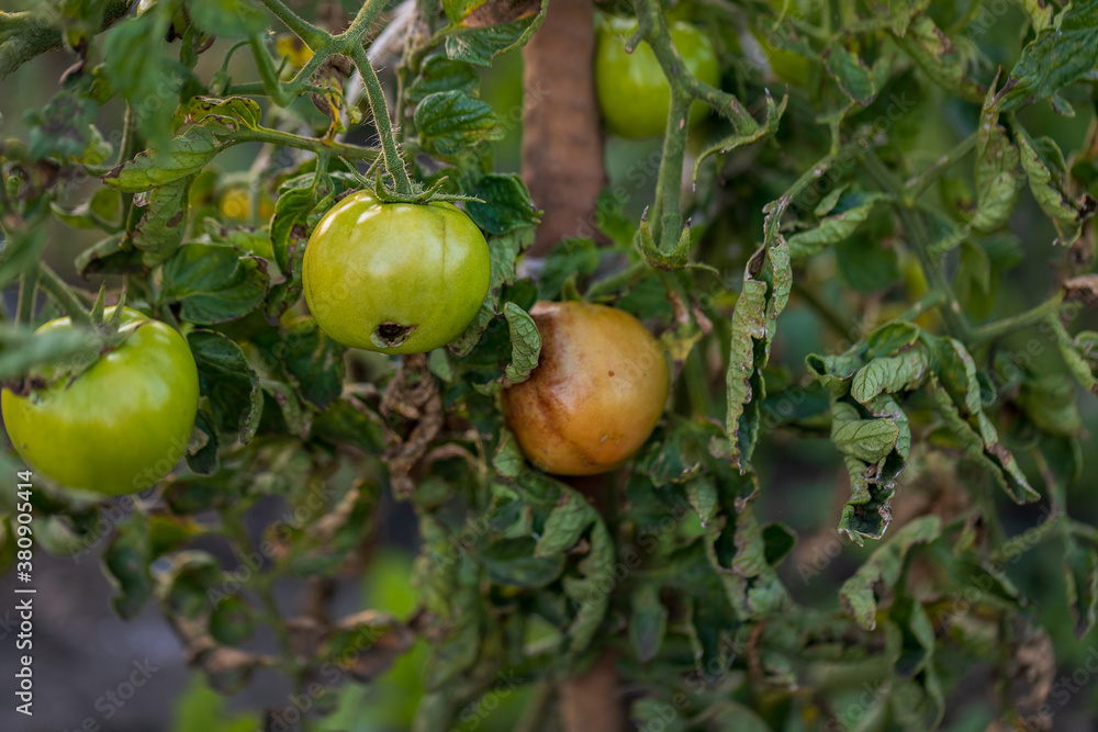 Fototapeta premium Vegetables grow on a branch. Green spoiled tomatoes, rotten. Agriculture. Harvest 2020.