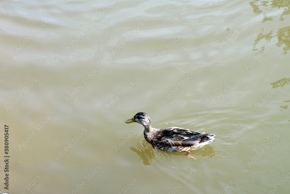 Fototapeta premium mallard duck on the lake