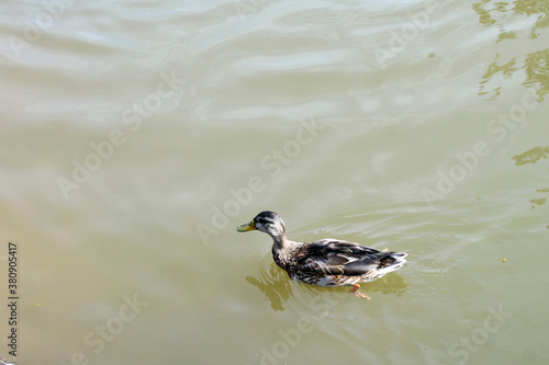 mallard duck on the lake photo