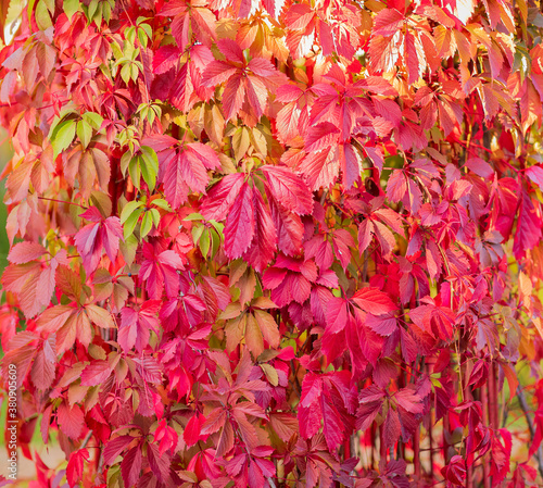 Autumn background from green, yellow and red leaves. Wild grapes. Texture.