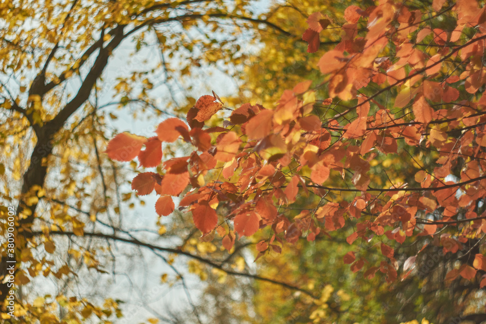 Blurred bokeh of autumn leaves in the forest on a warm Sunny day. Autumn forest, illuminated by the morning sun Blurred bokeh of autumn leaves in the forest on a warm Sunny day. Autumn forest, illuminated by the morning sun