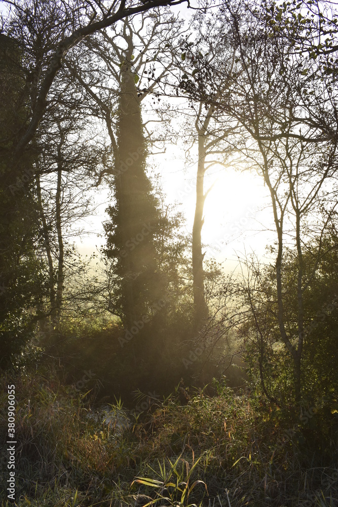 Obraz premium Beautiful Sunrise in Irish Countryside