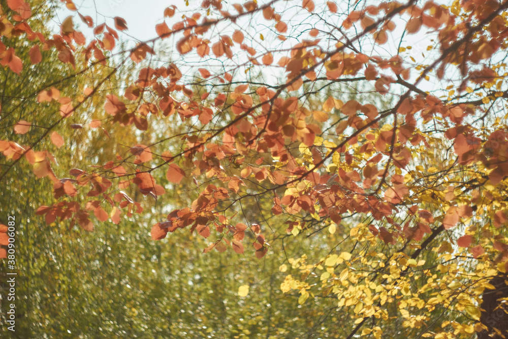 Blurred bokeh of autumn leaves in the forest on a warm Sunny day. Autumn forest, illuminated by the morning sun Blurred bokeh of autumn leaves in the forest on a warm Sunny day. Autumn forest, illuminated by the morning sun