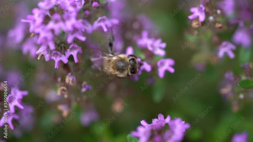 bee on lavender bee on lavender
