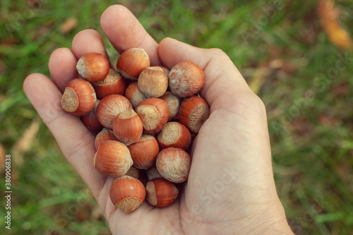A scattering of hazelnuts hazelnuts in a person's hand