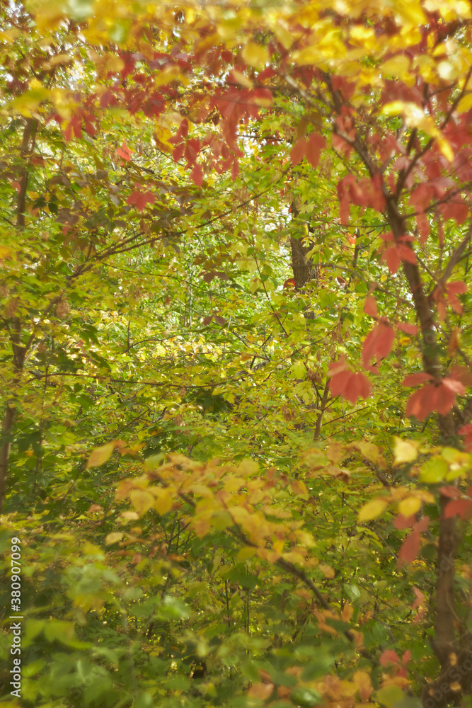 Blurred bokeh of autumn leaves in the forest on a warm Sunny day. Autumn forest, illuminated by the morning sun Blurred bokeh of autumn leaves in the forest on a warm Sunny day. Autumn forest, illuminated by the morning sun