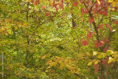 Blurred bokeh of autumn leaves in the forest on a warm Sunny day. Autumn forest, illuminated by the morning sun