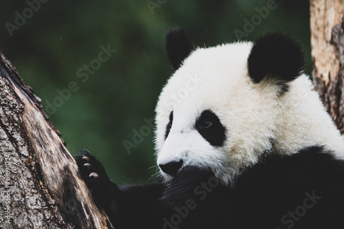Fototapeta Naklejka Na Ścianę i Meble -  Panda im Zoo I
