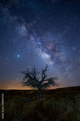 Milky Way Tree