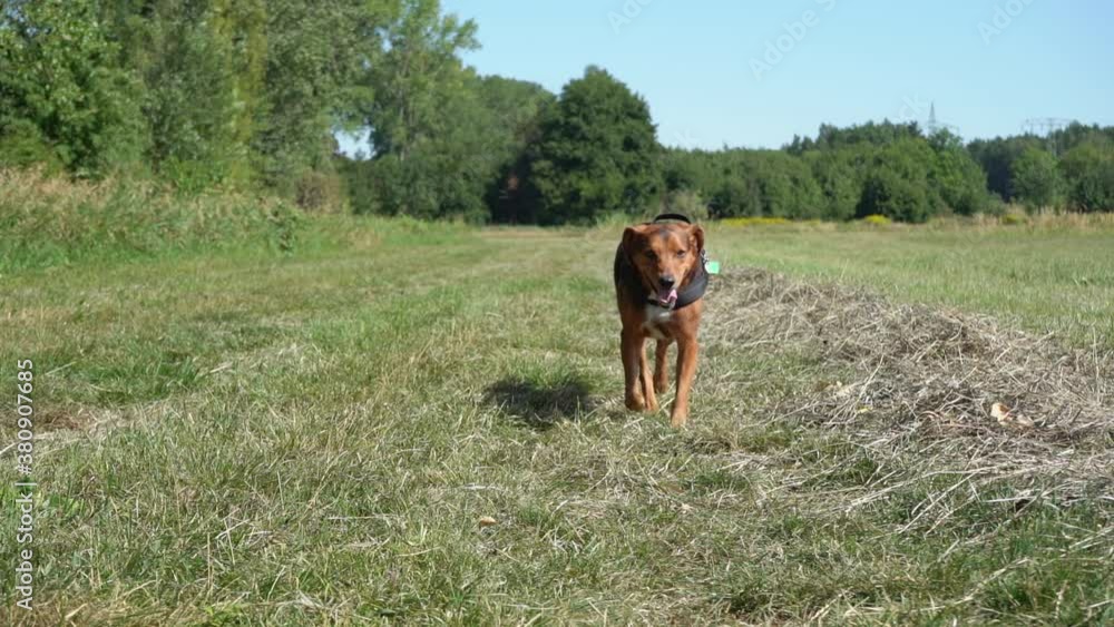 Dog walking towards a camera in a field during summer heat Dog walking towards a camera in a field during summer heat